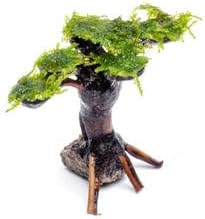 SubstrateSource Live Planted Decor - Moss on Bonsai (Aquascaping Tree) - Low to Moderate Light