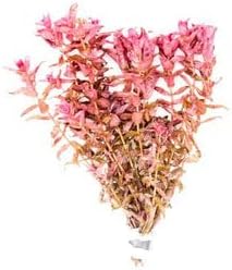 SubstrateSource Live Aquarium Red Stem Plants - Freshwater Aquatic Plant for Fish Tanks