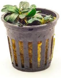 SubstrateSource Bucephalandra Mini Coin Potted Live Aquarium Plant - Natural Freshwater Fish Tank