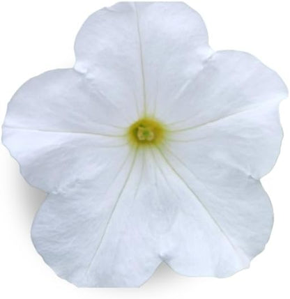 White Petunia - Complete Seed Pod Plugs with Plant Food - 10 Pods for Hydroponic Gardens, Click and