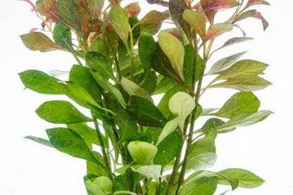SubstrateSource Live Aquarium Stem Plants - Freshwater Aquatic Plant for Fish Tanks, Aquascaping