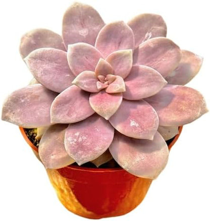 The Succulent Cult Live Succulent 4" Graptopetalum Superbum, Succulents Plants Live, Succulent