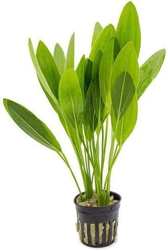 SubstrateSource Echinodorus Muricatus Radican Sword Live Plant for Freshwater Aquariums, Natural