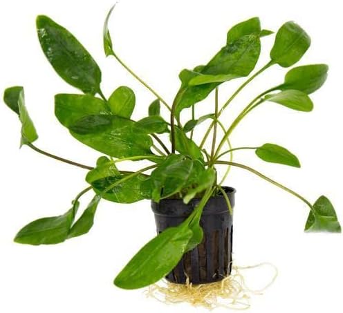 SubstrateSource Cryptocoryne Live Aquarium Plants - Freshwater Plant for Aquariums, Planted Fish