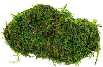 SubstrateSource Live Planted Decor - Christmas Moss (Vesicularia montagnei) on Lava Stone - Low