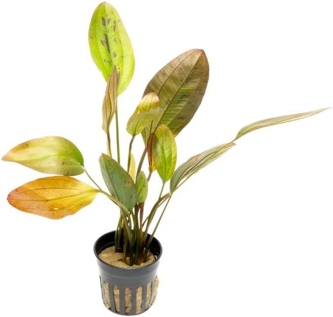 SubstrateSource Echinodorus Ozelot Sword Live Plant for Freshwater Aquariums, Natural Fish Tank