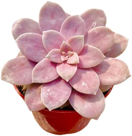 The Succulent Cult Live Succulent 4" Graptopetalum Superbum, Succulents Plants Live, Succulent