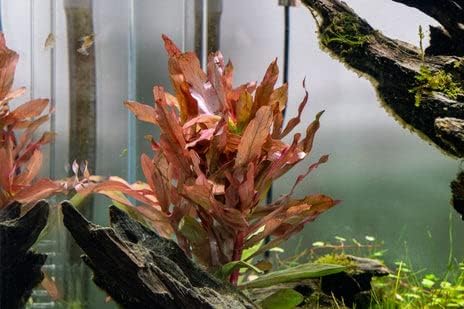 SubstrateSource Live Aquarium Stem Plants - Freshwater Aquatic Plant for Fish Tanks, Aquascaping