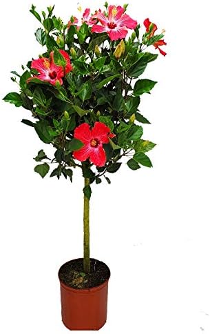 Hibiscus Tree Live - Pink Flowers - Tropical Plants of Florida - Overall Height 38" to 44" (Plant