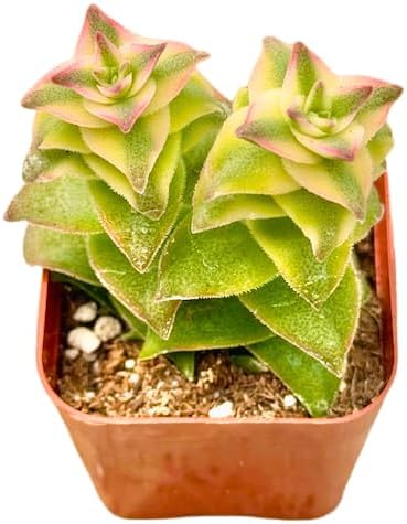 2" Variegated String of Buttons Unique Succulents Plants Live, Live Starter Succulent Plants, Easy