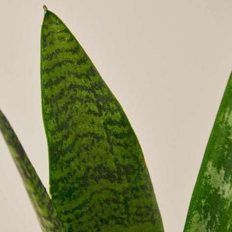 Snake Plant 'Zeylanica' Live Plant for Indoor | Different Houseplants in 3'' Pot | Real House Plant