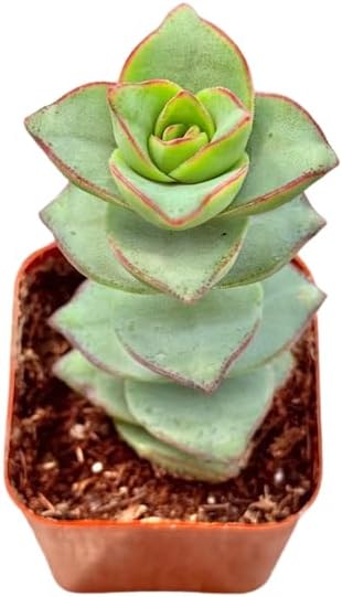 2" Crassula Ivory Towers Unique Succulents Plants Live, Live Starter Succulent Plants, Easy Care