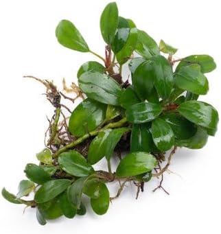 SubstrateSource Bucephalandra Kir Royale Live Aquarium Plant - Natural Freshwater Fish Tank