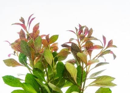 SubstrateSource Live Aquarium Stem Plants - Freshwater Aquatic Plant for Fish Tanks, Aquascaping