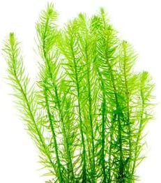 SubstrateSource Live Aquarium Stem Plants - Freshwater Aquatic Plant for Fish Tanks, Aquascaping