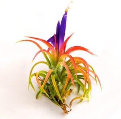 3 Pack Jumbo Air Plant Ionantha Guatemala 'Macho' - Live Tillandsia Succulent House Plants