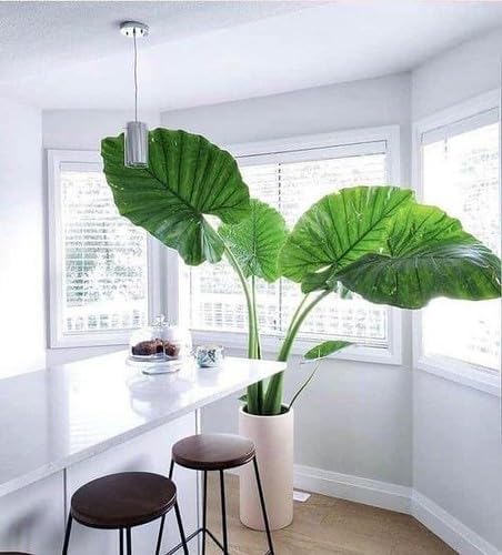 GARDENERA Elephant Ear Plant Potting Soil - Professional Grade Mix for Lush and Healthy Alokasia
