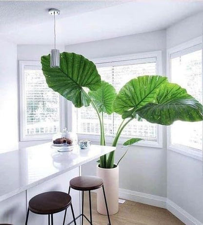 Gardenera Premium Elephant Ear Plant Potting Mix - Expertly Crafted Blend for Optimal Alokasia