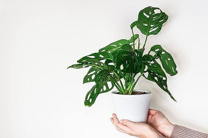 American Plant Exchange Monstera Adansonii – Live 4-Inch Pot Swiss Cheese Vine Plant, Small
