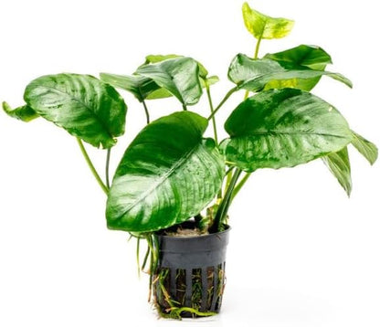 SubstrateSource Anubias Live Aquarium Plants - Potted Freshwater Plant for Fish Tanks, Terrariums