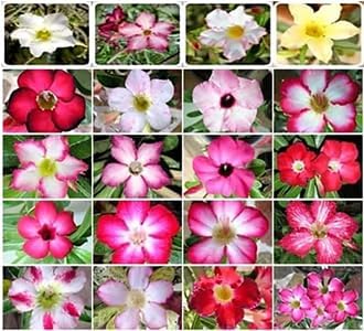 5 Desert Rose Seeds for Planting Mixed Color Ready to Grow Adenium Obesum Seeds Exotic Succulent