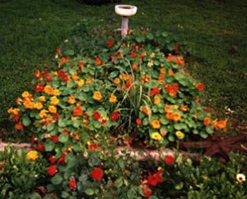 Clovers Garden Nasturtium Plants – Two (2) Live Plants – Non-GMO - Not Seeds - Each 4" to 8" Tall