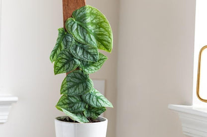 Monstera Dubia Soil Blend - Ensures Superior Aeration and Drainage for Vibrant Growth - 5 Quart