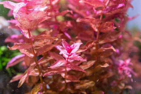 SubstrateSource Live Aquarium Red Stem Plants - Freshwater Aquatic Plant for Fish Tanks