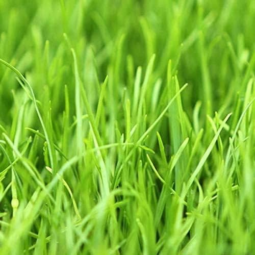Annual Ryegrass Seeds for Planting - Premium Quality Rye Grass (1 Pound)