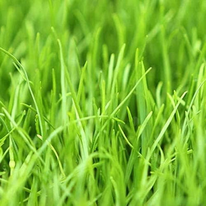 Annual Ryegrass Seeds for Planting - Premium Quality Rye Grass (1 Pound)