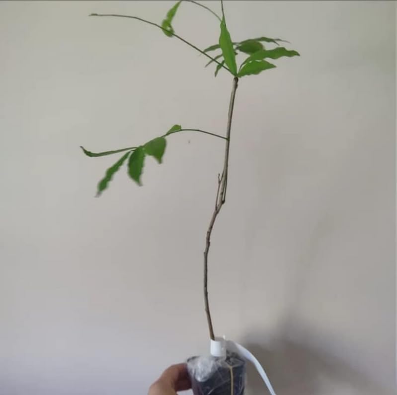 2 Blue Flowering Chinese Wisteria Vines - 6-12" Tall Live Plants - Wisteria Seedlings - Wisteria