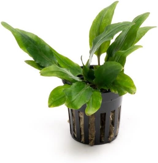 SubstrateSource Cryptocoryne Live Aquarium Plants - Freshwater Plant for Aquariums, Planted Fish