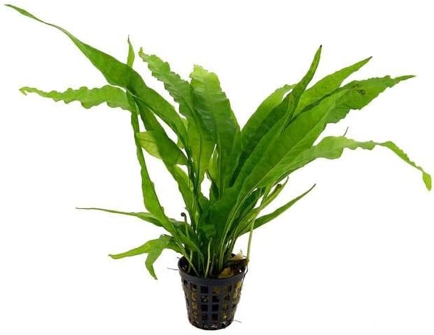 Potted Microsorum Plants - Java Fern | Live Freshwater Aquatic Plants for Aquariums and Terrariums