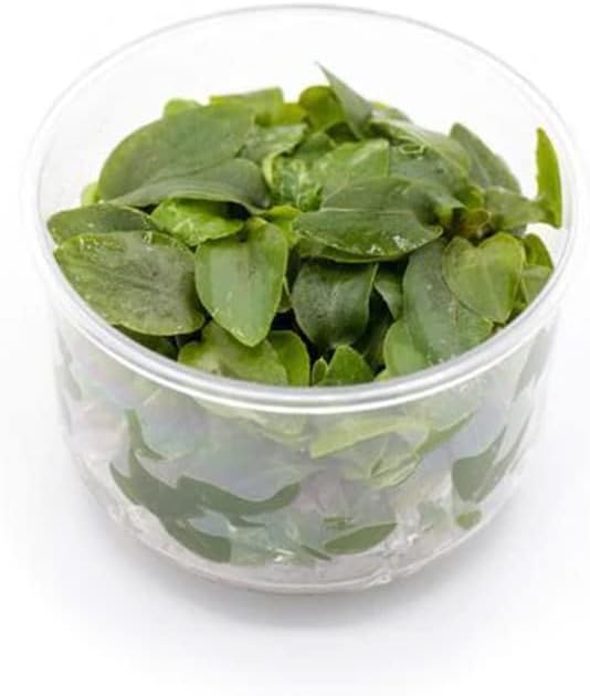 Ultum Nature Systems Lagenandra Meeboldii 'Red' Tissue Culture Live Plant for Aquarium, Freshwater