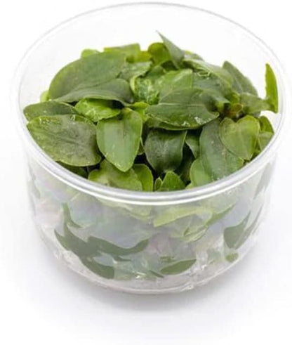 Ultum Nature Systems Lagenandra Meeboldii 'Red' Tissue Culture Live Plant for Aquarium, Freshwater