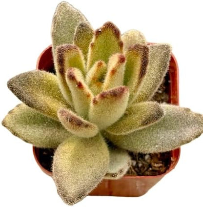 2" Unique Succulents Plants Live, Live Starter Succulent Plants, Easy Care House Plants Rooted in