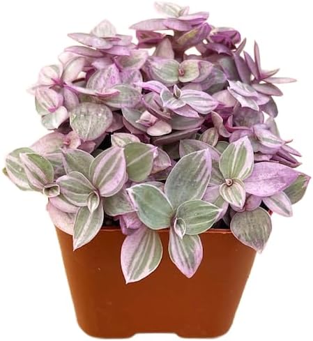 Succulents Plants Live 2" Callisia Repens Pink Lady, Live Mini Succulent Plants, Easy Care House