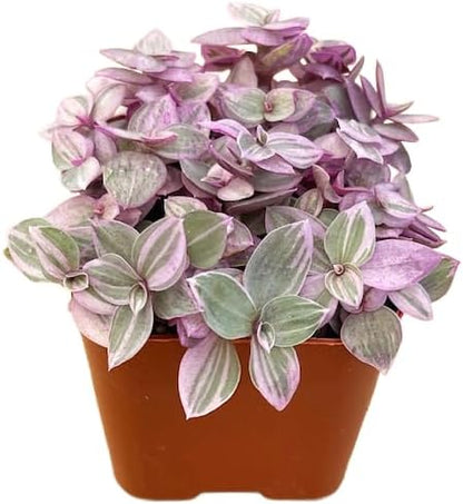 Succulents Plants Live 2" Callisia Repens Pink Lady, Live Mini Succulent Plants, Easy Care House