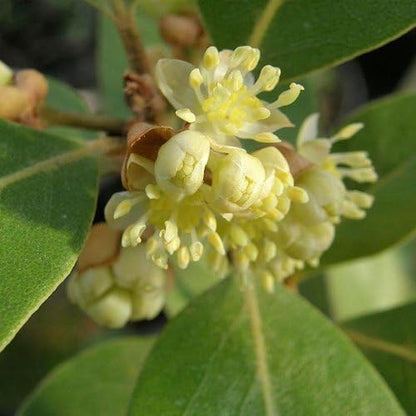 Mediterranean Bay Leaf, Bay Laurel Live Plant. Saratoga/Standard Varieties - Laurus Nobilis.