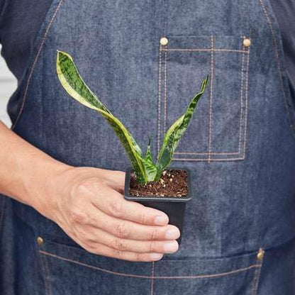 Snake Plant Laurentii Live Plant for Indoor | Different Houseplants in 3'' Pot | Real House Plant