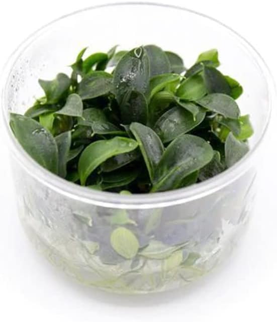 Ultum Nature Systems Piptospatha Ridleyi Tissue Culture Live Plant for Aquarium, Aquascape