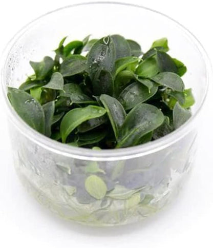 Ultum Nature Systems Piptospatha Ridleyi Tissue Culture Live Plant for Aquarium, Aquascape