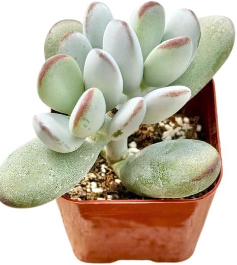 2" Cotyledon Orbiculata Silver Peak Unique Succulents Plants Live, Live Starter Succulent Plants