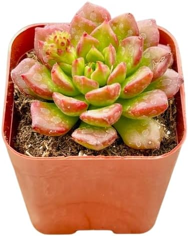 2" Sedeveria Letizia Unique Succulents Plants Live, Live Starter Succulent Plants, Easy Care House