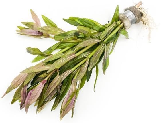 SubstrateSource Live Aquarium Stem Plants - Freshwater Aquatic Plant for Fish Tanks, Aquascaping