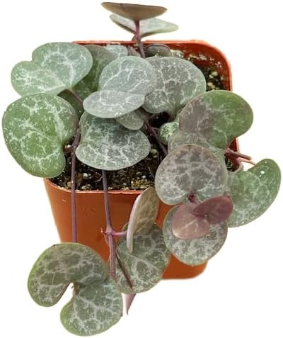 Succulents Plants Live 2" String of Hearts, Live Mini Succulent Plants, Easy Care House Plants