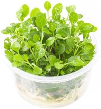 Ultum Nature Systems Lobelia Cardinalis ‘Cardinal’ Tissue Culture Live Plant for Aquarium
