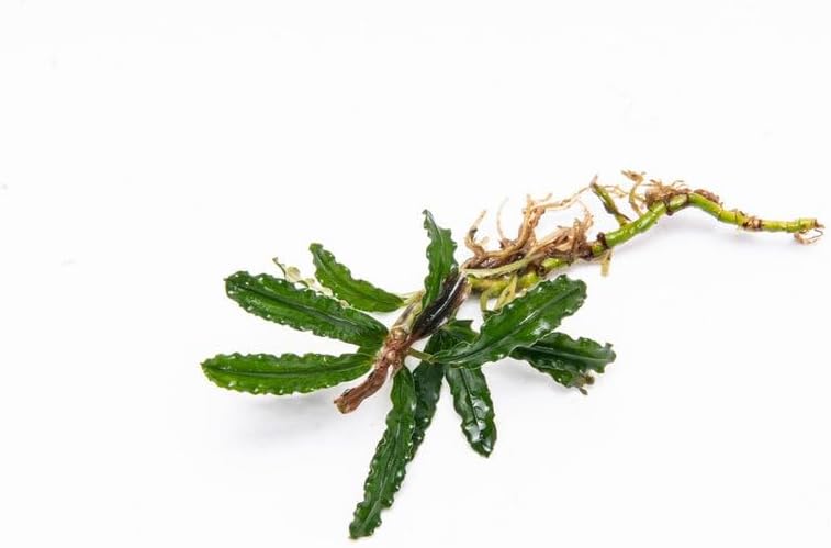 SubstrateSource Bucephalandra Velvet 3 Color Live Aquarium Plant - Natural Freshwater Fish Tank