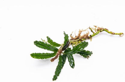 SubstrateSource Bucephalandra Velvet 3 Color Live Aquarium Plant - Natural Freshwater Fish Tank
