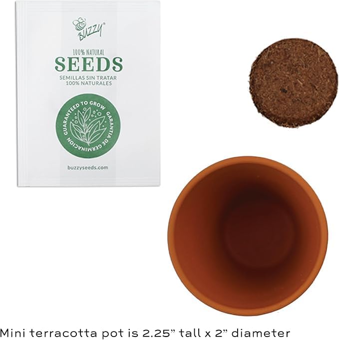 BUZZY Seeds Holiday Spruce Tree 12 Pack Mini Terracotta Grow Kits Includes All You Need to Sprout